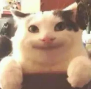 ❤️ 115bca64 cat, animal, meme, beluga cat telegram sticker