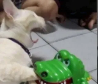 😱 124b3089 cat, alligator, toy, animal, pet, playful telegram sticker