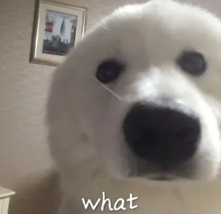 ❤️ 1acdc5bc what dog, cute, meme, funny, pet, animal, question telegram sticker