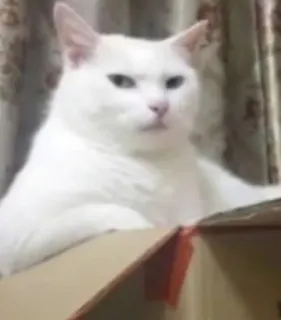 ❤️ 4d9b36f6 cat, white cat, animal, box, pet telegram sticker