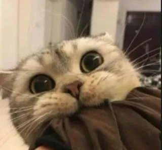 ❤️ 52b15812 cat, kitten, pet, animal, cute, domestic animal, mammal telegram sticker