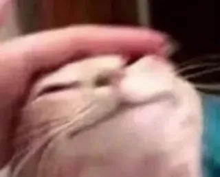 ❤️ 6c2d1001 cat, pet, cute, animal, domestic, feline telegram sticker