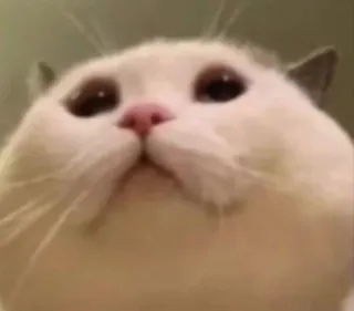 🌝 7e612a16 cat, cute, meme, sad, animal, pet telegram sticker