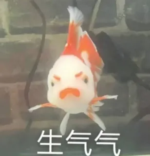 😉 7f8c9375 生气气 fish, angry, upset, grumpy, aquatic animal, Chinese telegram sticker
