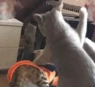 😡 87865069 cat, cats, animal, pets, domestic animals telegram sticker