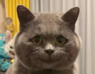 😊 92b66777 cat, animal, pet, cute, domestic animal telegram sticker