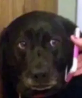 😳 984010f4 dog, animal, pet, earphones, headphones, cute telegram sticker