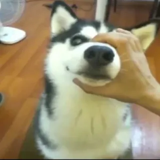 🌚 b5036f9f dog, husky, pet, animal, domestic animal, cute, mammal telegram sticker