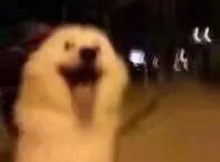 ❤️ b5444c0f dog, meme, animal, funny, night telegram sticker