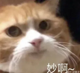 ❤️ c4e6aa2b 妙啊... cat, meme, funny, animal, pet, orange cat telegram sticker