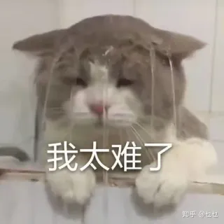😢 d1fbc29a 我太难了 cat, sad, funny, meme, Chinese, I'm too stressed telegram sticker