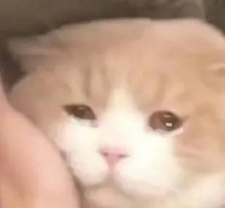 ❤️ d53bcabe cat, sad, tears, cute, pet, animal, crying telegram sticker