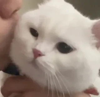 ❤️ e2fe1682 cat, white cat, pet, animal, cute, domestic cat, feline telegram sticker