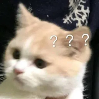 ❓ ee6101e7 ??? cat, question, confused, pet, animal, meme telegram sticker