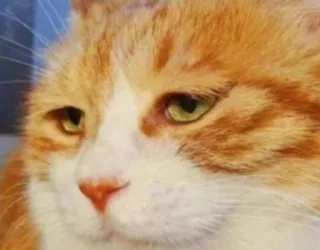 😐 f9b7f75a cat, animal, pet, orange cat, mammal, domestic cat, feline telegram sticker