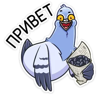 👋 2920bfd0 ПРИВЕТ gołąb, ptak, pozdrowienie, rosyjski, cześć telegram sticker