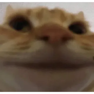 😟 3779859d cat, animal, pet, orange, meme, funny, domestic cat telegram sticker