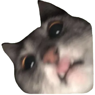 😛 54a2103e cat, animal, cute, pet, meme, funny, tongue telegram sticker