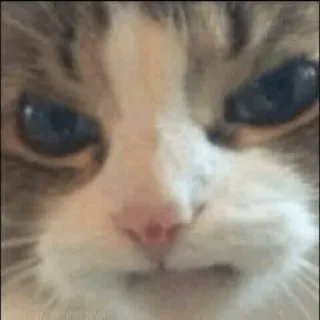 🖕 810430db cat, angry, animal, meme, funny, pet, expression telegram sticker