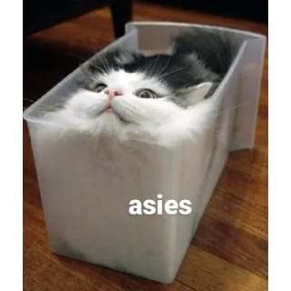 😎 b2b0ba3e asies cat, funny, animal, box, meme, pet, cute, silly telegram sticker