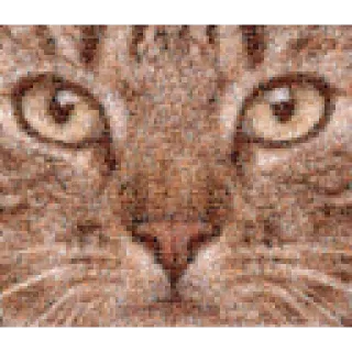 🌳 b328dd4c cat, animal, pet, domestic cat, mammal, feline, eyes, nose telegram sticker