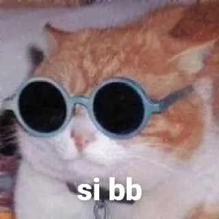 ❤️ e14fe589 si bb cat, sunglasses, meme, pet, animal, si bb telegram sticker