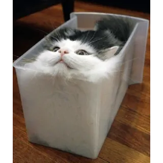 😎 e96c27b1 cat, animal, pet, cute, funny, box, container telegram sticker