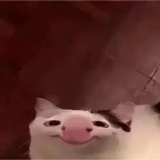 🙂 fcc6b5ff cat, animal, pet, funny, meme, cute telegram sticker