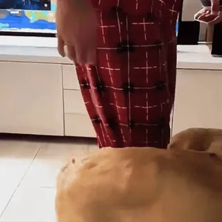 🤩 00bcdc93 คน, หมา, ในร่ม, บ้าน telegram sticker