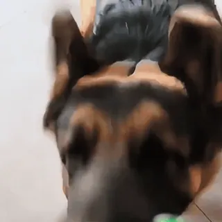 🤩 09398929 หมา, สัตว์, เยอรมันเชพเพิร์ด, สัตว์เลี้ยง, น่ารัก telegram sticker