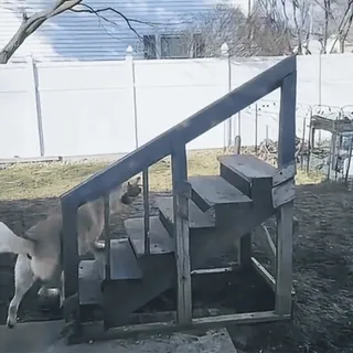 🤩 1f84cde7 สุนัข, บันได, กลางแจ้ง, รั้ว, สัตว์ telegram sticker