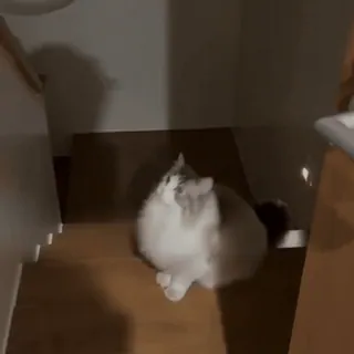 🤩 2c07e726 แมว, สัตว์เลี้ยง, ขนสีขาว, แมวสีเทา, ปุย, สัตว์เลี้ยง telegram sticker