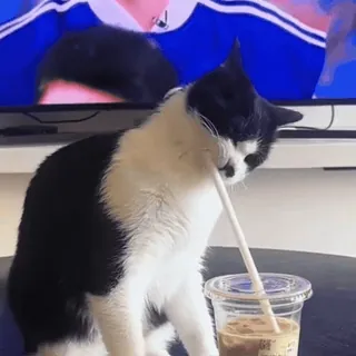🤩 4bb29895 แมว, ดื่ม, หลอด, กาแฟ, สัตว์เลี้ยง, น่ารัก, สัตว์ telegram sticker