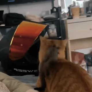 🤩 50bc619b แมว, หมวกกันน็อค, สัตว์เลี้ยง, สีส้ม, สัตว์เลี้ยง telegram sticker