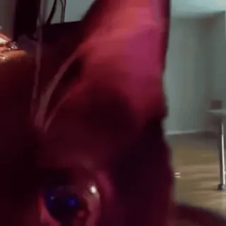 🤩 53e23098 telegram sticker