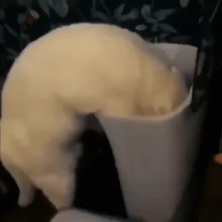 🤩 6706207e แมว, ตลก, สัตว์, สัตว์เลี้ยง, น่ารัก telegram sticker