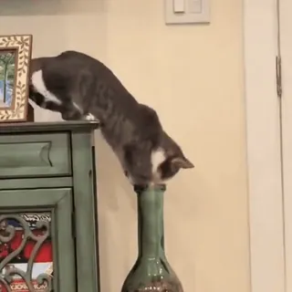 🤩 8329c0f6 แมว, ขวด, สัตว์, สัตว์เลี้ยง, สัตว์เลี้ยง telegram sticker