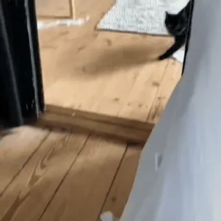 🤩 8a091093 แมว, แมวดำ, สัตว์เลี้ยง, สัตว์, สัตว์เลี้ยงในบ้าน telegram sticker