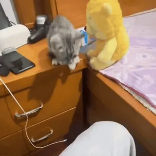 🤩 a0395716 แมว, ตุ๊กตา, ลูกแมว, สัตว์เลี้ยง, ของเล่น, โต๊ะ telegram sticker