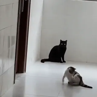 🤩 a4460074 แมว, แมวดำ, สัตว์, สัตว์เลี้ยง, สัตว์เลี้ยงในบ้าน, สัตว์ตระกูลแมว telegram sticker