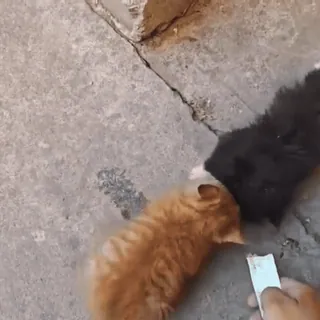 🤩 b051aa6a ลูกแมว, แมว, สัตว์เลี้ยง, สัตว์, น่ารัก telegram sticker