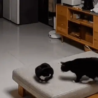 🤩 b962bd53 แมว, สัตว์, สัตว์เลี้ยง, แมวดำ, สัตว์เลี้ยง telegram sticker