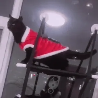 🤩 d013101e แมว, สัตว์เลี้ยง, สัตว์, ชุดซานต้า, คริสต์มาส, แมวดำ telegram sticker