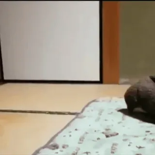 🤩 d6267bb4 telegram sticker