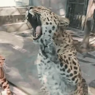 🤩 d81bbf96 เสือดาว, สัตว์, แมว, สัตว์ป่า telegram sticker