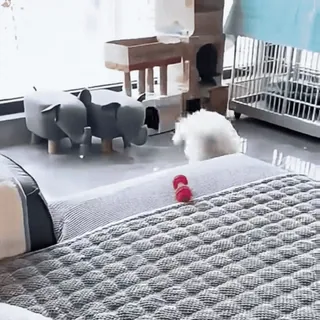 🤩 dc5d6baa หมา, ลูกหมา, สัตว์, สัตว์เลี้ยง, สัตว์เลี้ยงในบ้าน, น่ารัก, ในร่ม, ขี้เล่น telegram sticker