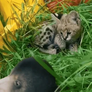 🤩 de9713ef ลูกเสือดาว, แมว, ลูกแมว, หญ้า, สัตว์ telegram sticker