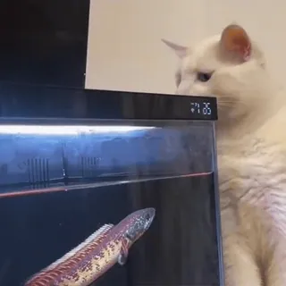 🤩 e9e2a879 แมว, ปลา, ตู้ปลา, สัตว์เลี้ยง, สัตว์ telegram sticker