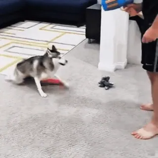 🤩 f35fa8d9 สุนัข, ฮัสกี้, สัตว์เลี้ยง, ของเล่น, ในร่ม, เล่น, ปืน, ปืนฉีดน้ำ telegram sticker