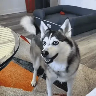 🤩 f95aa374 หมา, ฮัสกี้, สัตว์เลี้ยง, สัตว์, สัตว์เลี้ยงในบ้าน, น่ารัก telegram sticker